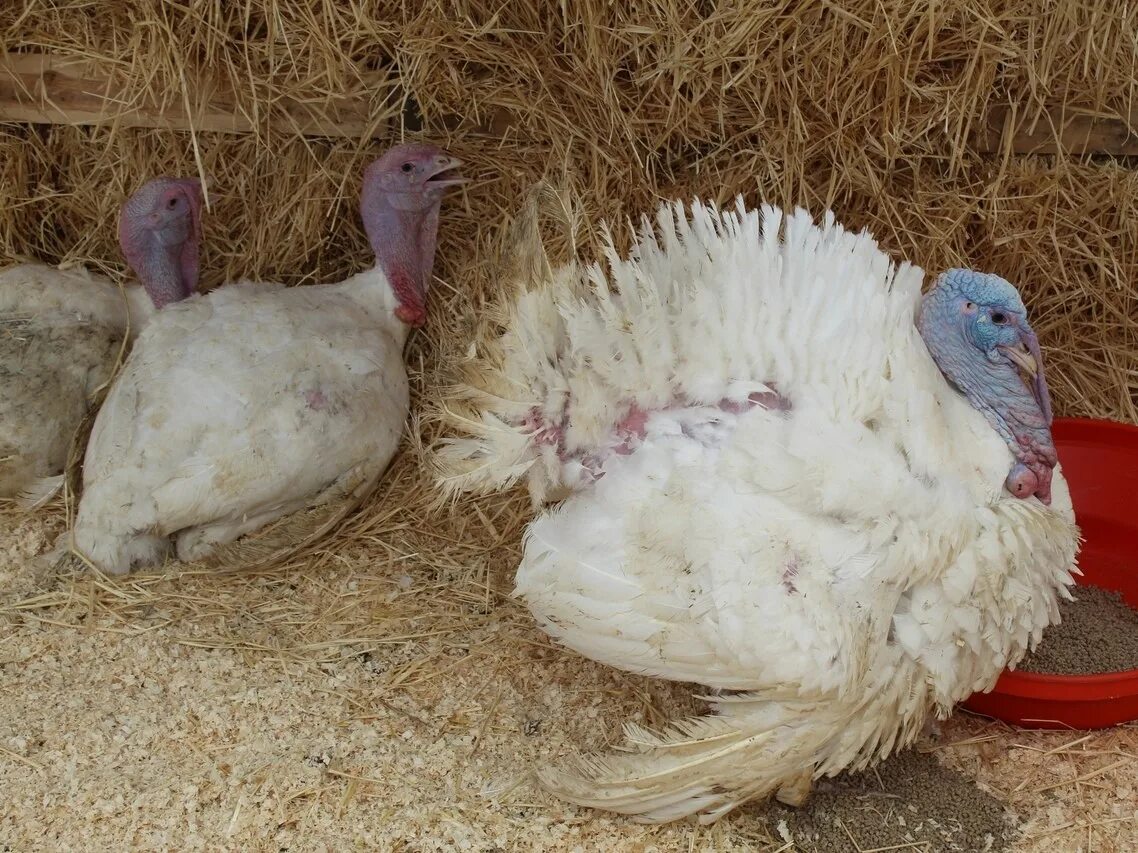 Тушка индейки. Мясо домашней птицы. Куры суповые. Индейка беременным. Курица мясо.