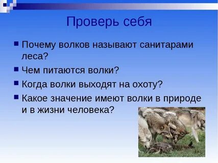 Почему волка называют санитаром
