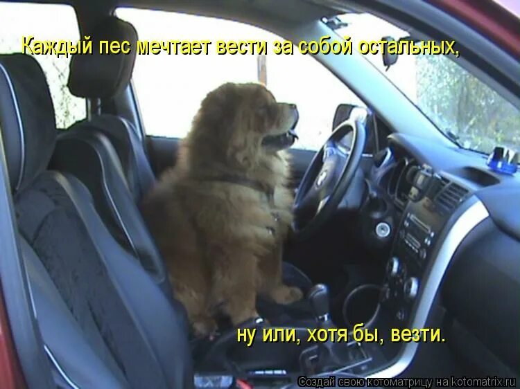 роль эмоций в воспитании и дрессировке собак. фразы про собак. красивые стихи о собаках и преданности. бездомные собаки. стихи о собаке и человеке.