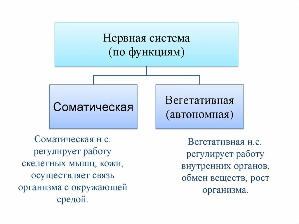 Функции соматической нервной системы. Соматический и вегетативный отделы нервной системы. Соматический отдел нервной системы. Строение соматической нервной системы.