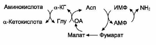 Кетокислоты аминокислот. ИМФ биохимия.