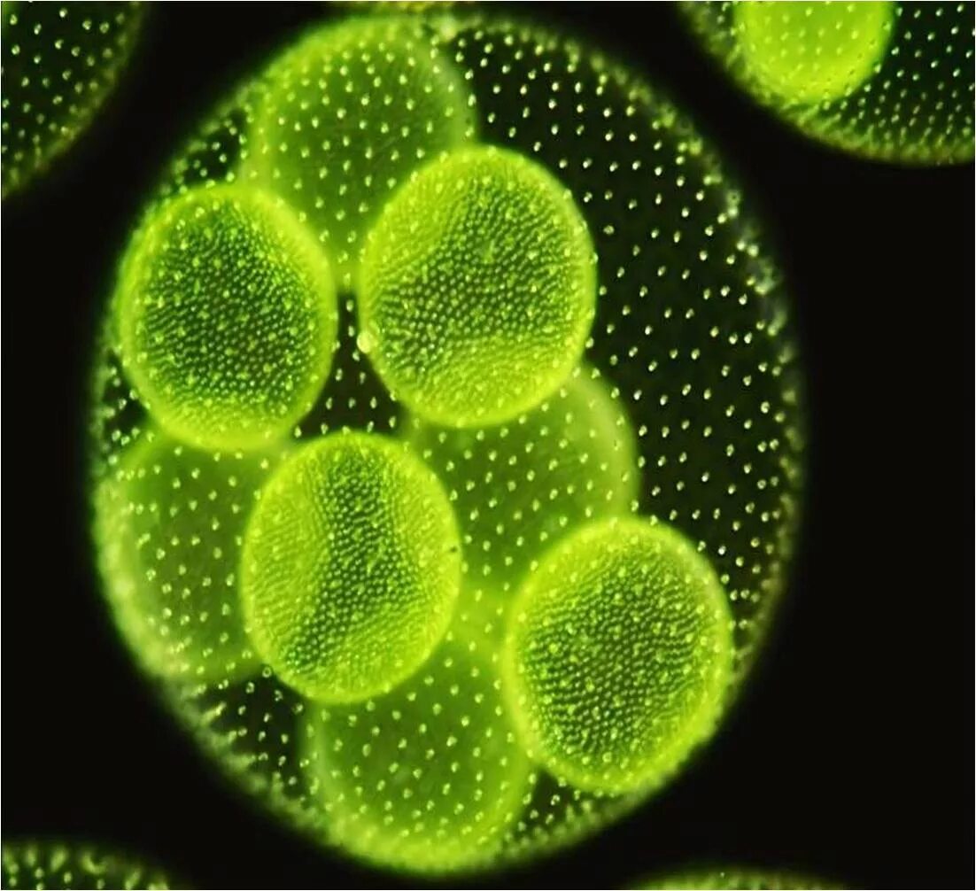 Колониальная одноклеточная водоросль. Вольвокс золотистый. Колониальные водоросли вольвокс. Колониальные жгутиконосцы вольвокс. Вольвокс одноклеточный.