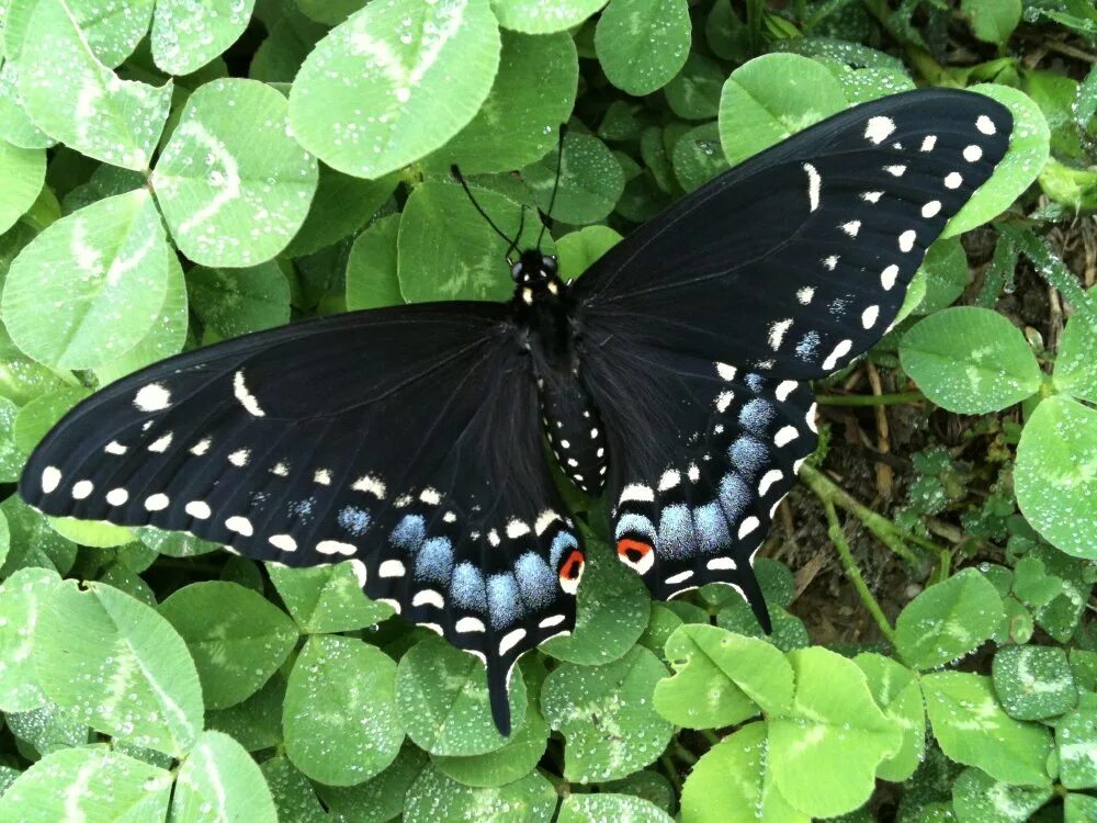 Papilio Polyxenes. Black Swallowtail бабочка. Бабочки Papilio demoieus. Бабочка парусник Коцебу. Бабочка черный рынок