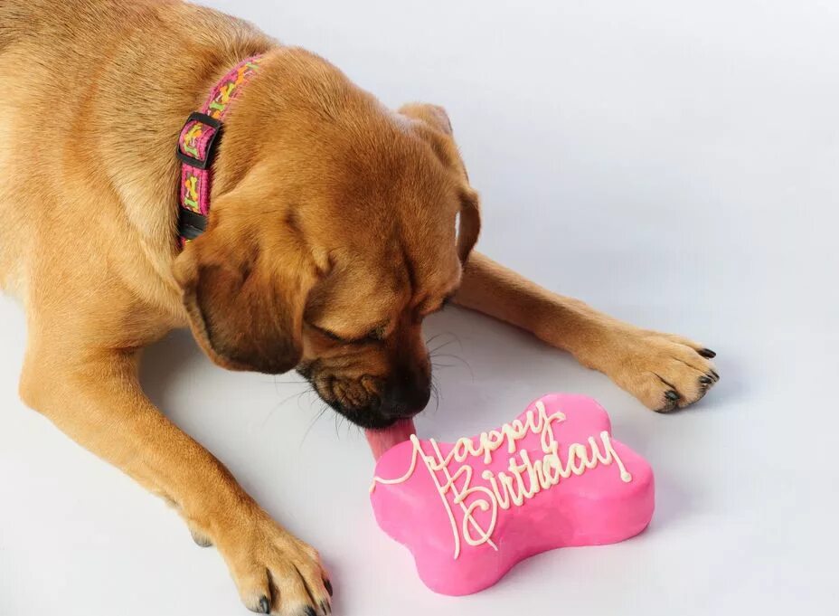 Пес день рождения макса. С днём рождения собачки. С днем рождения щенок. Открытки с днём рождения с собаками. С днем косточки собаке.