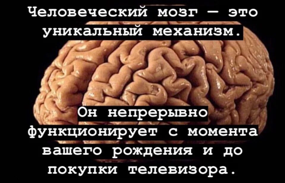 Анекдот про мозги. Человеческий мозг уникальный механизм. Фразы про мозги. Цитаты про мозги. Цитаты про мозг.