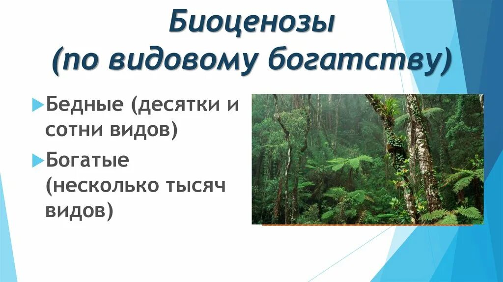 Богатство в многообразии. Видовое богатство биоценоза. Видовое разнообразие биоценоза. Видовая структура биоценоза бедные и богатые. Видовая структура биоценоза.