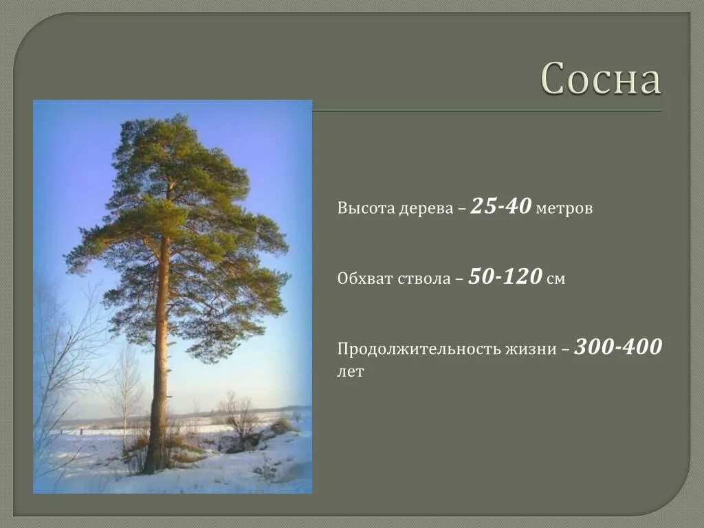 Примерная высота сосны. Сосна обыкновенная диаметр ствола. Диаметр ствола сосны 50 лет. Сосна обыкновенная высота и диаметр ствола. Сосна обыкновенная диаметр кроны взрослого.