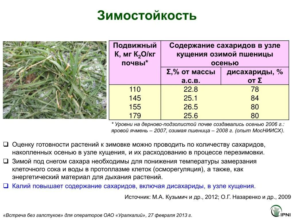 Морозостойкость растений. Зимостойкость растений. Морозостойкость и зимостойкость растений. Озимая пшеница растение.