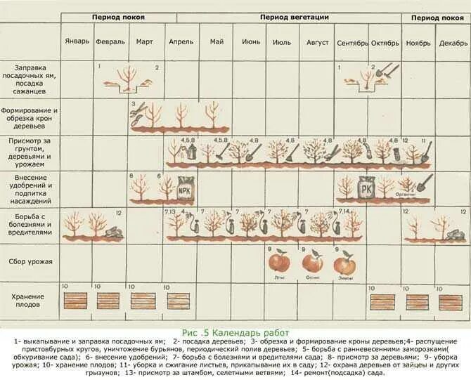 Календарь яблоня. График удобрений плодовых деревьев. Календарь ухода за растениями. Календарь ухода за плодовыми деревьями. Уход за яблоней в таблице.