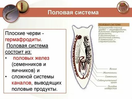 Половая система круглых