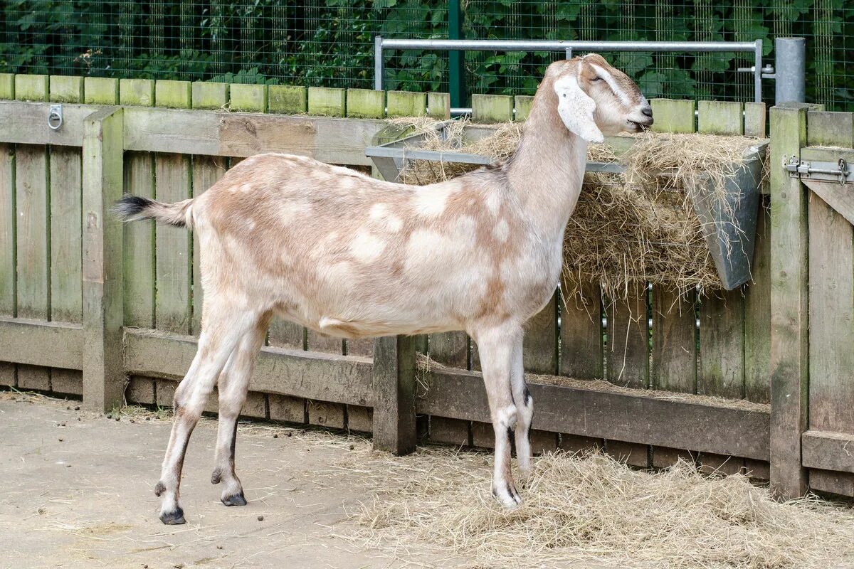 Джамнапари порода коз. Нубийские козы Камори. Англо-нубийская коза. Нубийские козы пятнистые. Козы породы битал.