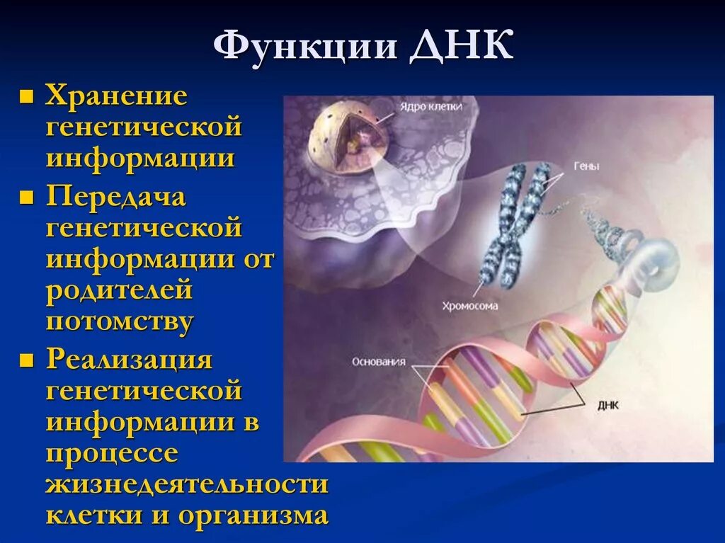 Хранение и передача информации клеткой. Функции днк. функции днк хранение наследственной информации. хранение информации в днк. функции днк в клетке.