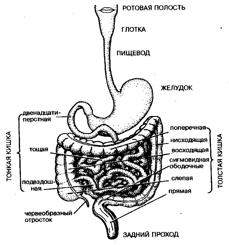 Схема пищеварительной системы человека по порядку. Схема пищеварения в ротовой полости в желудке. Схема органов желез пищеварительной системы. Схема пищеварительной системы человека пищеварительный тракт.