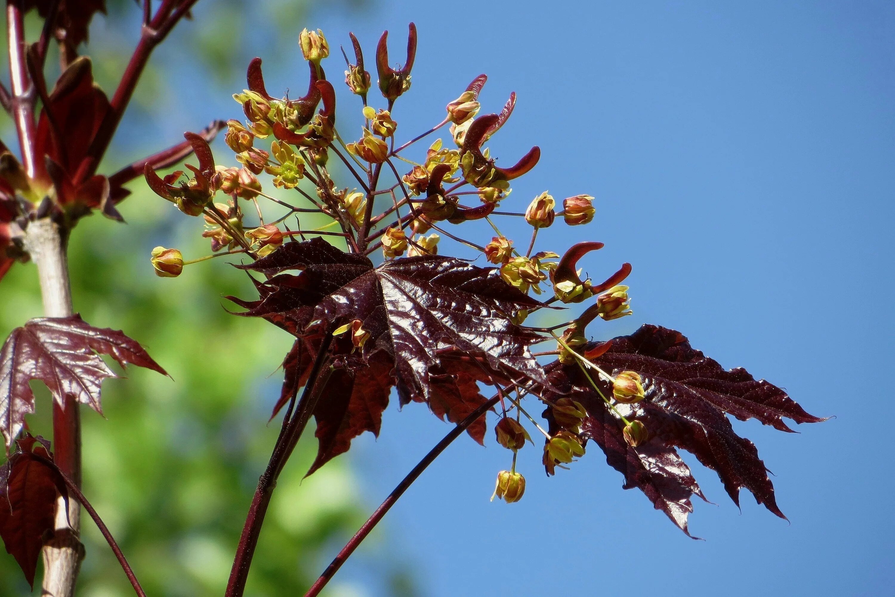 Клен остролистный Роял ред. Клен остролистный Кримсон Кинг. Acer platanoides 'Royal Red'. Клен остролистный Acer platanoides Royal Red. Крылатка клена