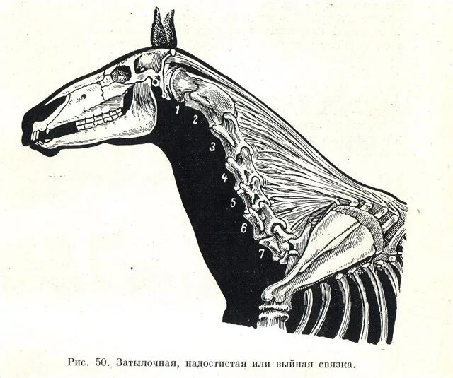 Длинная прямая шея у лошади. Выйная связка лошади. Строение выйной связки лошади. Выйная связка животных. Выйная связка КРС.