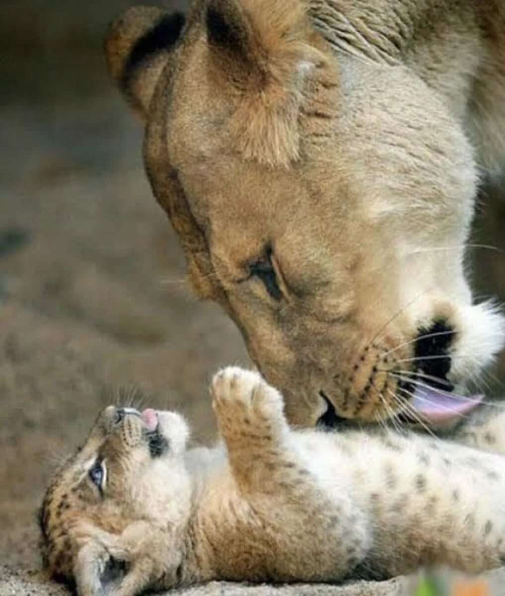Львица. Любовь животных. Львица и Львенок. Нежность животных. Мать и ребенок животные