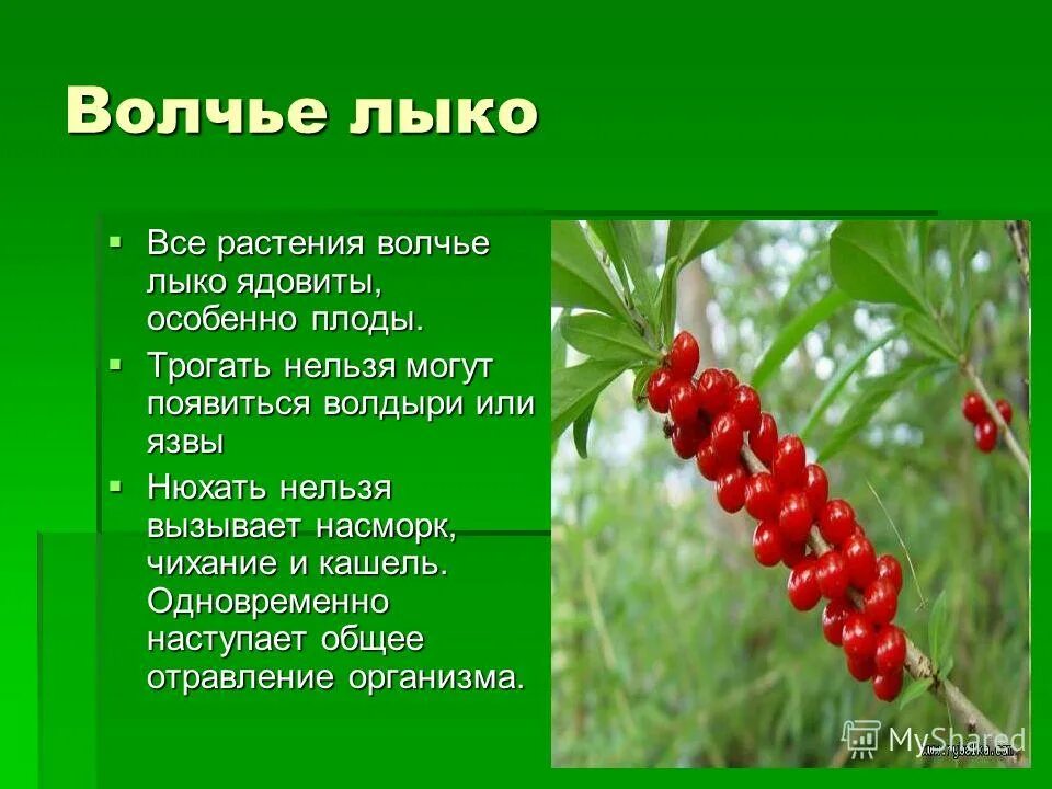 Опасные ядовитые растения. Рассказ о ядовитом растении. Сообщение о ядовитых растениях. Волчье лыко ядовитое. Сообщение о ядовитом растении 2 класс окружающий.