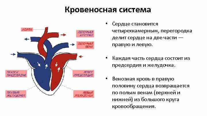 В легкие млекопитающих поступает кровь