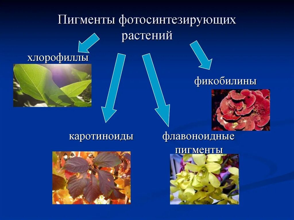 Какой растительный пигмент не образуется. Пигменты растений. Пигменты фотосинтеза. Фотосинтетические пигменты растений. Основные пигменты растений.