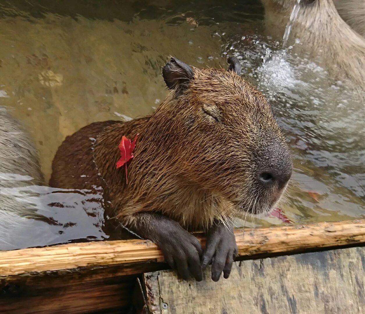 Капибара купается. Водяная Свинка капибара. Ленинградский зоопарк капибара. Капибара водопад. Вольер для капибары.