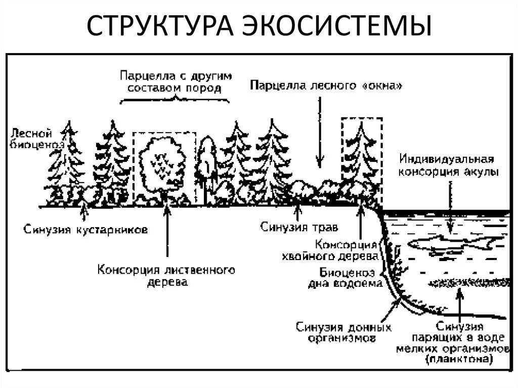 Экологическая система структура. Состав экосистемы схема. видовая и пространственная структура экосистем. структура биогеоценоза схема. структура экосистемы схема.