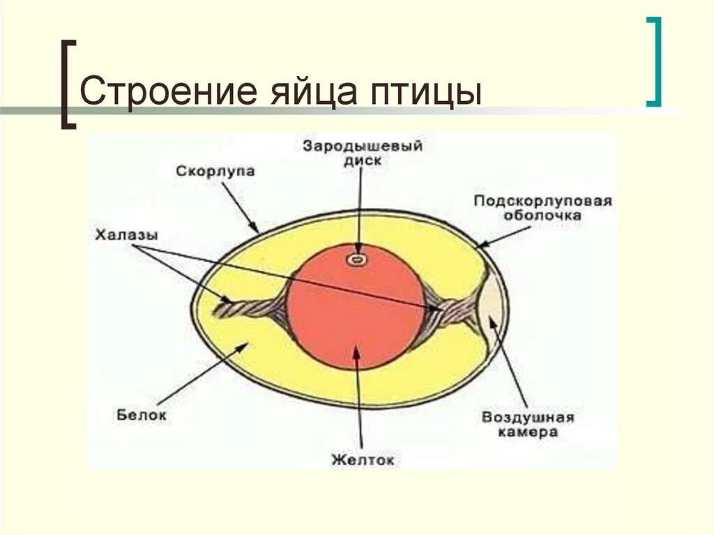 Строение яйца птицы и функции. Строение яйца птицы. Строение куриного яйца. Внутреннее строение яйца. Строение яйца птицы рисунок с подписями.