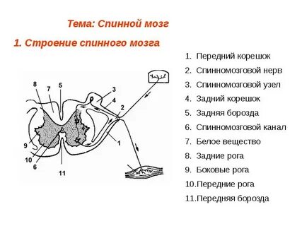 Задний корешок передний корешок серое вещество