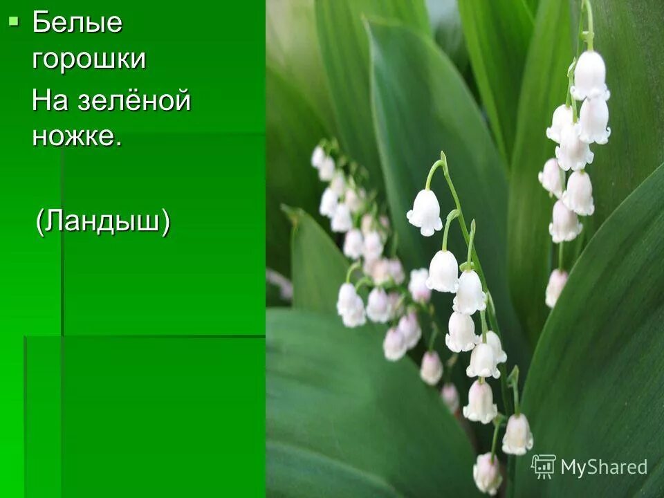 белые горошки на зелёной ножки. загадка белые горошки на зеленой ножке отгадка. белые горошки на зеленой ножке загадка. белые горошки на зелёной ножки. белые горошки на зеленых ножках.