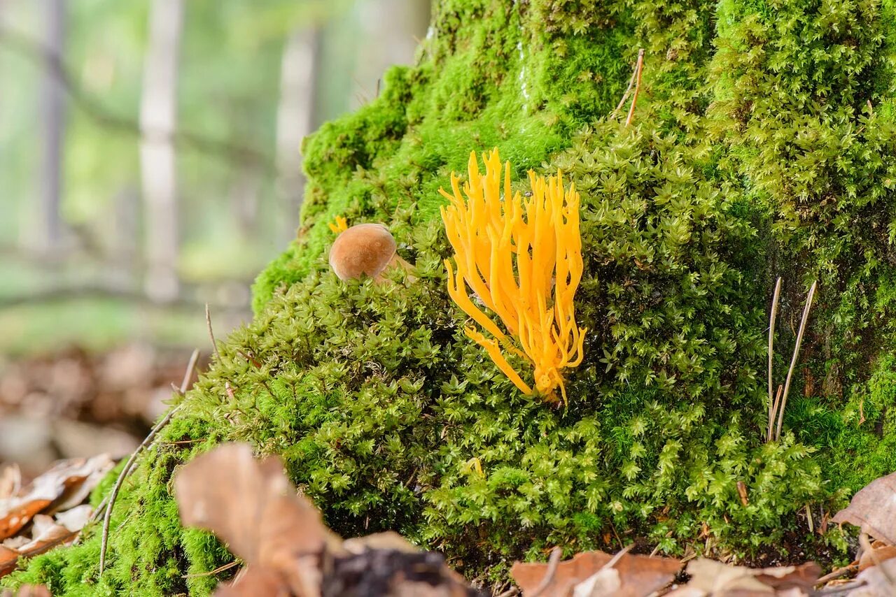 Строение гриба и лишайника. Лишайник состоит. Лишайник это симбиоз. Эверния сливовая. Лишайник-кладония симбиоз.
