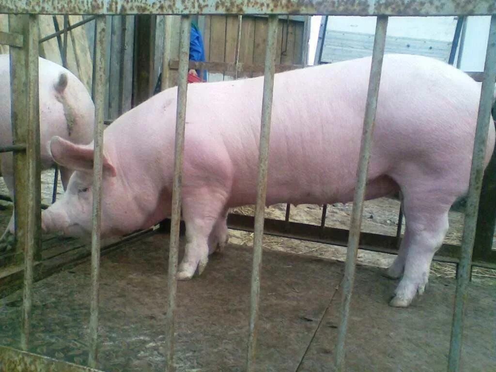 Цена свинины живым весом. Пьетрен порода. Беконный откорм свиней. Свиноматка живой вес.