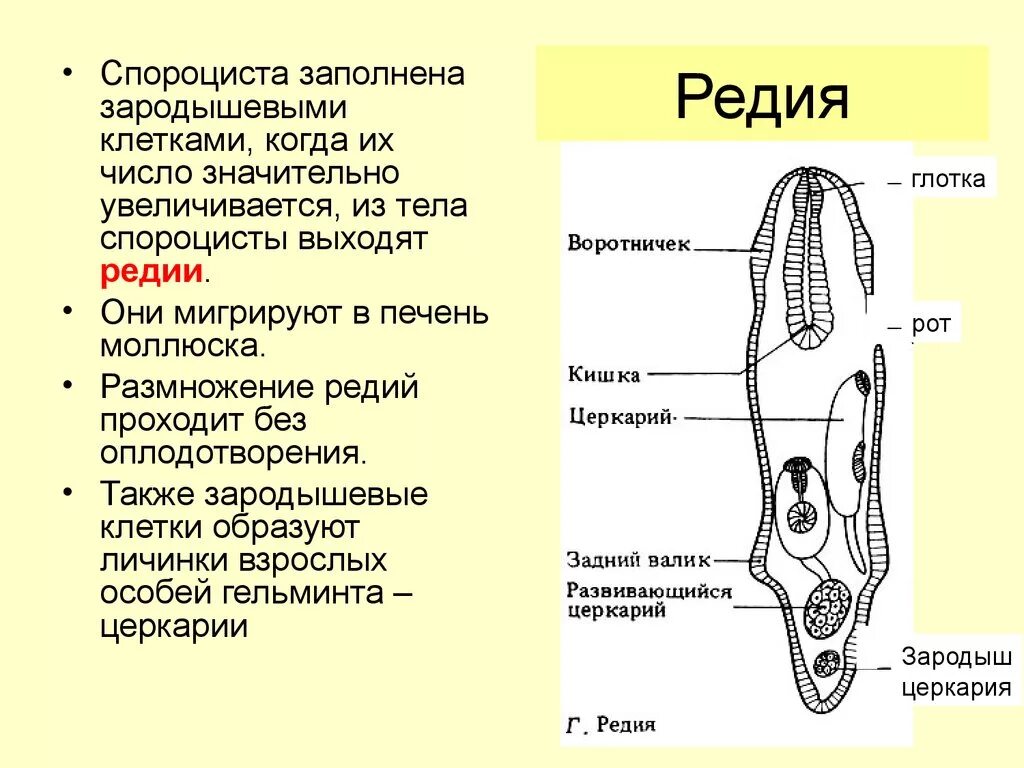 Редии трематод. Мирацидий редия церкария. Спороциста церкарий. Строение спороцисты трематод.