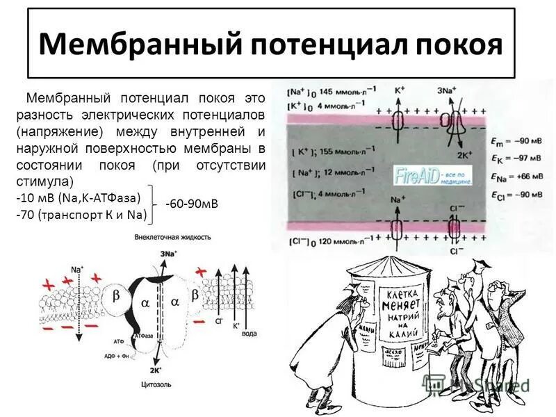 Схема формирования потенциала покоя. Механизм возникновения мембранного потенциала. Причины возникновения потенциала покоя. Причины возникновения потенциала покоя. Ионные механизмы формирования потенциала покоя.