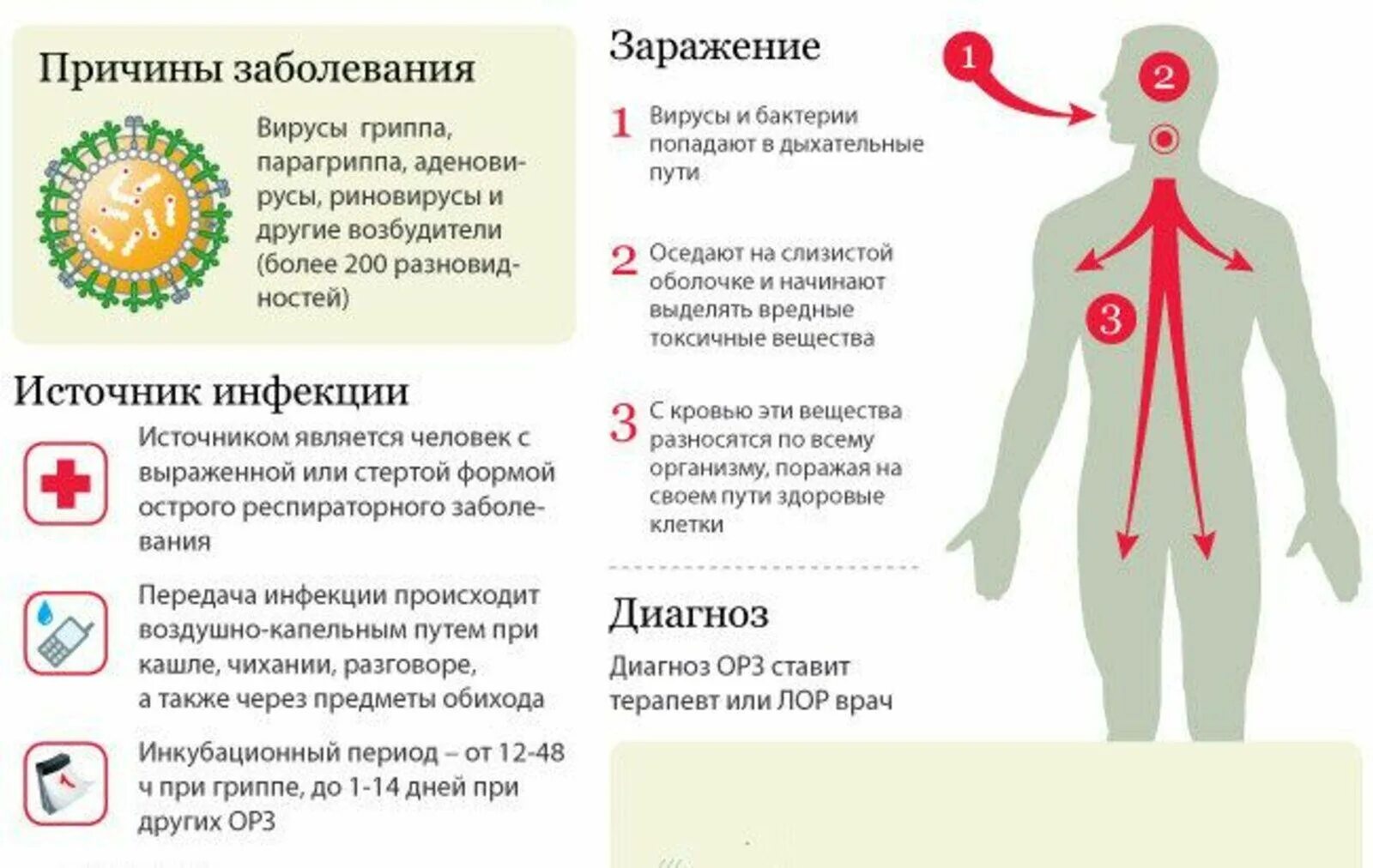 Через сколько происходит заражение