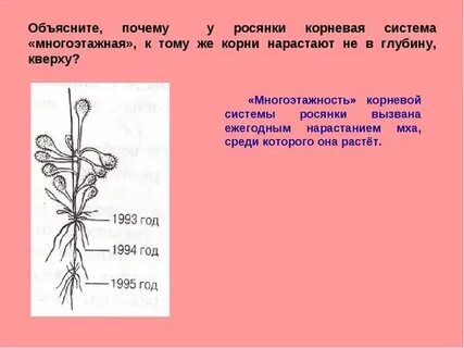 Какой корень 56