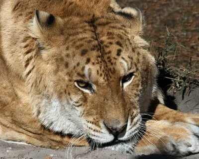 Freckles the Liger at Big Cat Rescue.