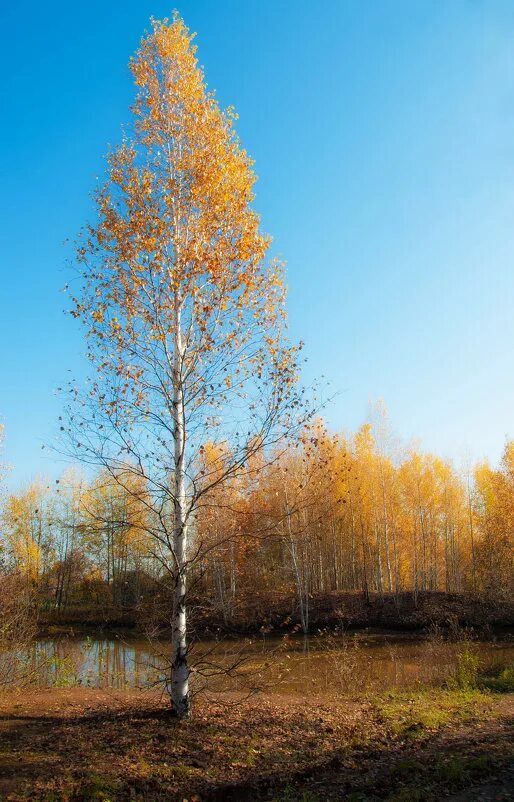 Грустные березы. Береза. Береза осенью. Одинокая береза. Береза осенью без листьев.