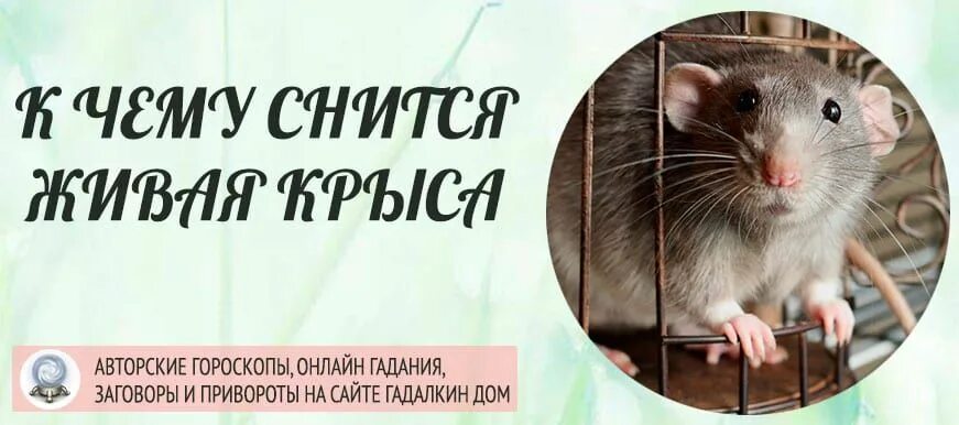 К чему снится снятся крысы. Крыса Живая. К чему снит я крыса. Сонник приснилась крыса. Сон крыса белая к чему снится женщине