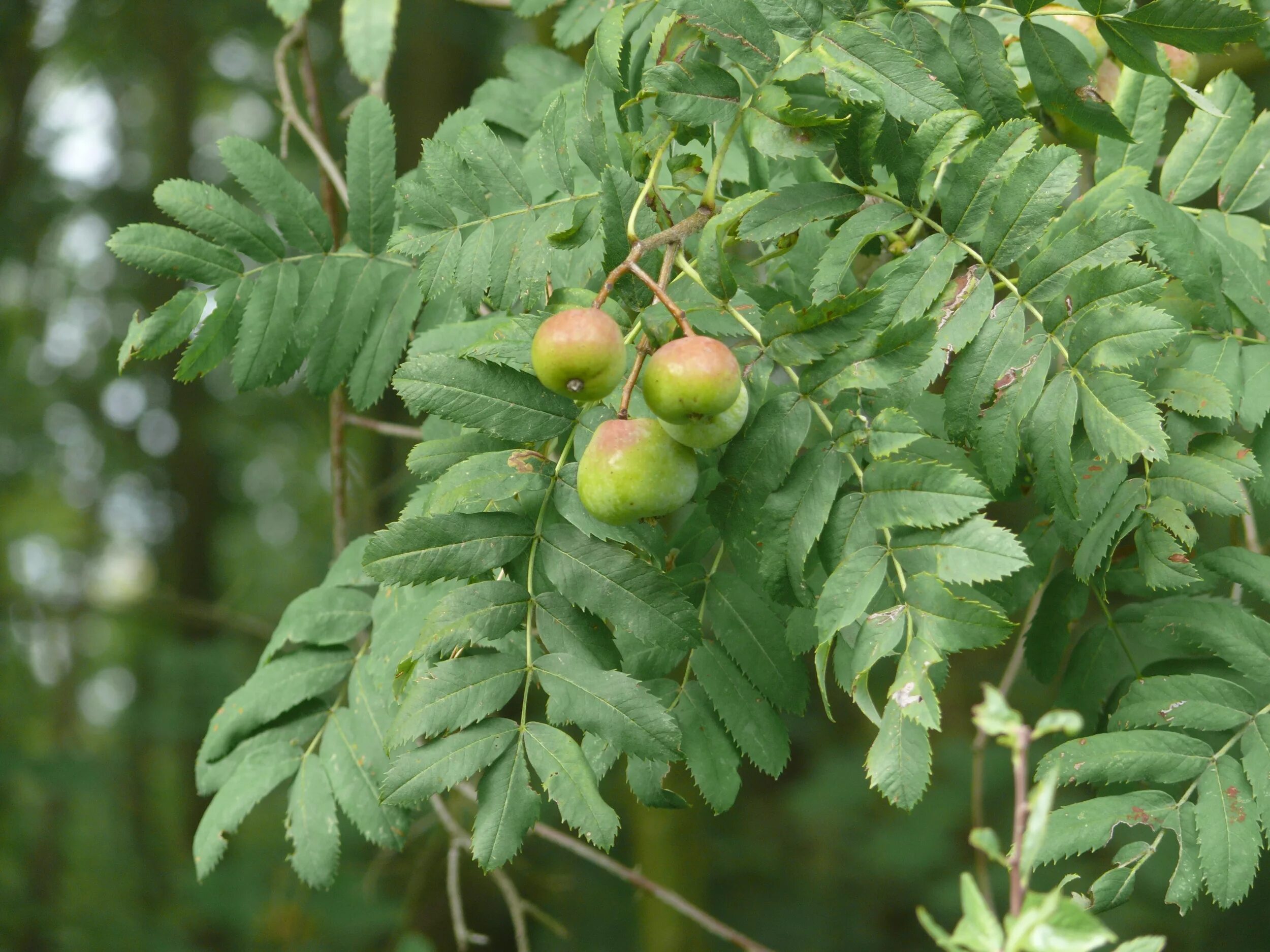 Рябина это небольшое ветвистое деревце растущее. Sorbus domestica. Рябина мучнистая Магнифика. Sorbus domestica зелёные плодов. Копайба дерево.