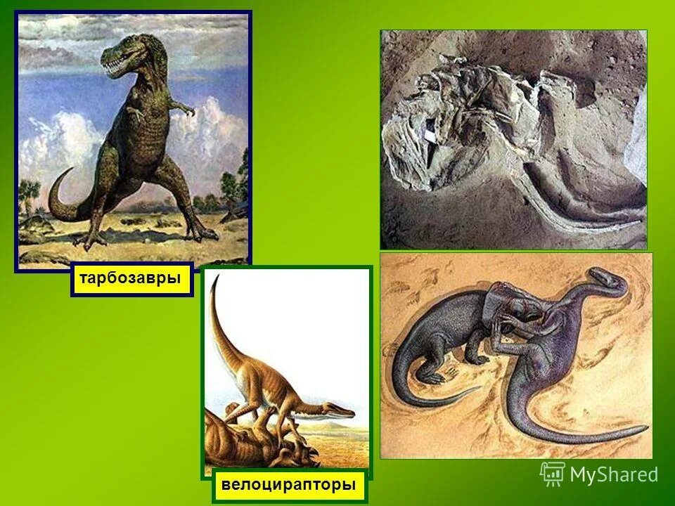 Динозавр Тарбозавр. Динозавры назад в прошлое. Динозавры презентация для детей. Тарбозавр Велоцираптор.