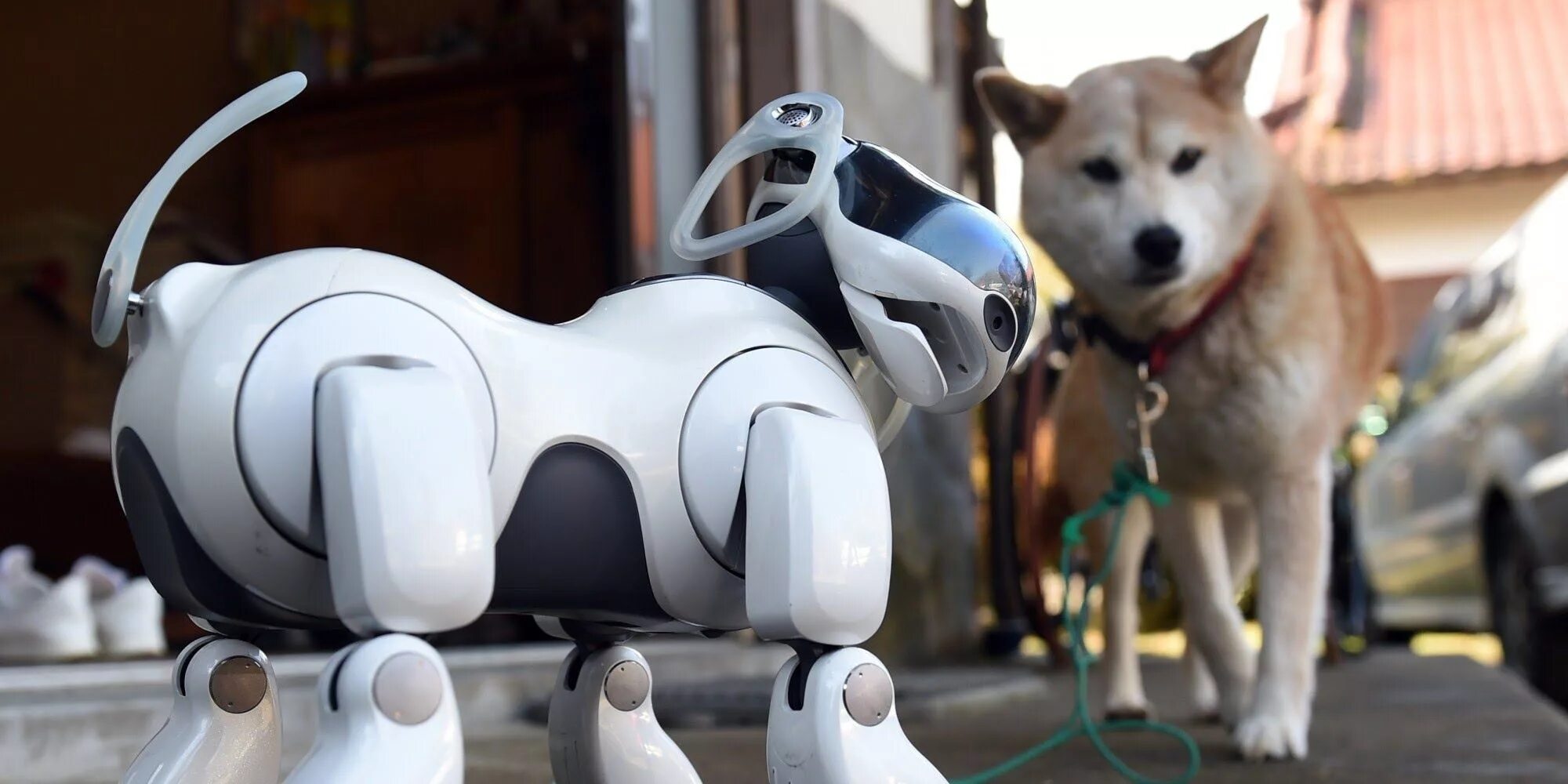 Робот собака смотрит. Собака робот япония aibo. sony aibo 1999. робопес чип. робопес аксель.