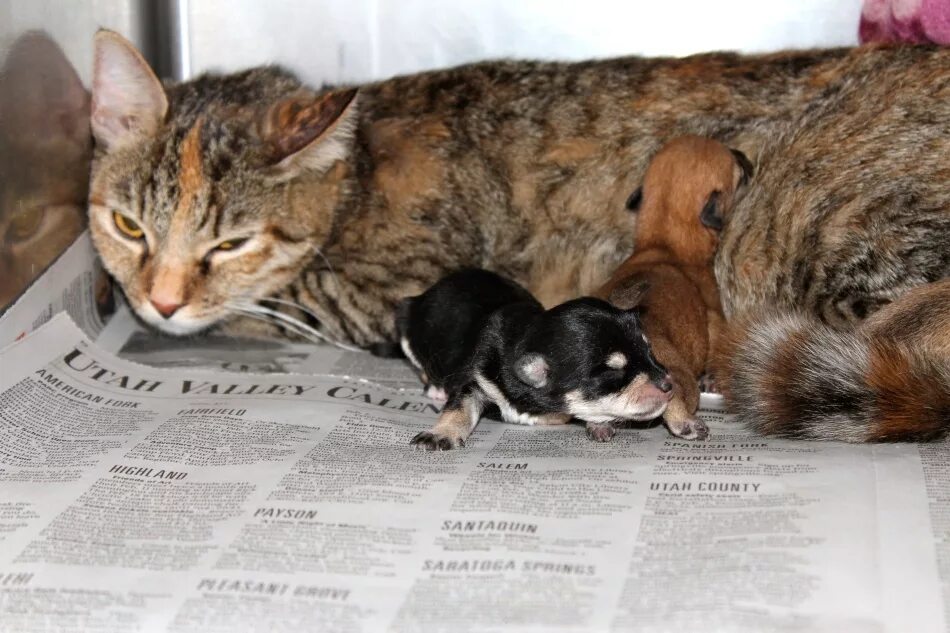 Кошка выкармливает щенков. Корма для кошек и собак. Собака ест сухой корм. Собака кормит кошку. Собака усыновила котят.