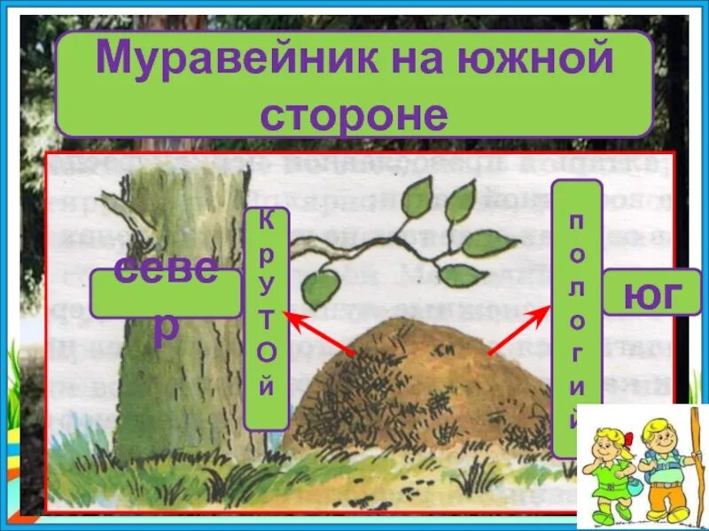 Сторона муравейника. Муравейник ориентирование на местности. Ориентирование по муравейнику. Стороны горизонта по муравейнику. Стороны света по муравейнику.