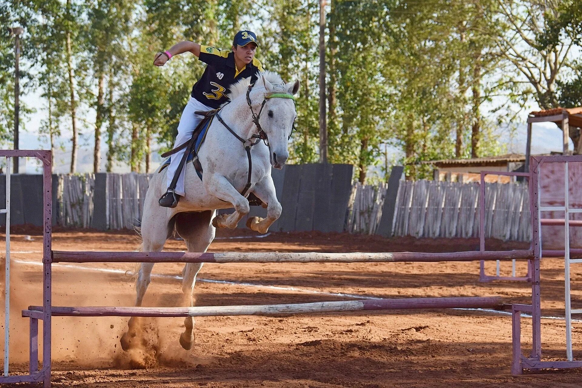 Конный спорт. Лошадь в прыжке. Спортивные лошади. Лошадь прыгает.