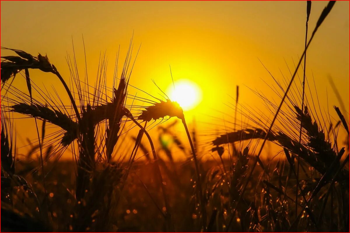 колосья пшеницы на закате. рожь на закате. пшеничное поле на закате. закат в поле. колосья на закате.