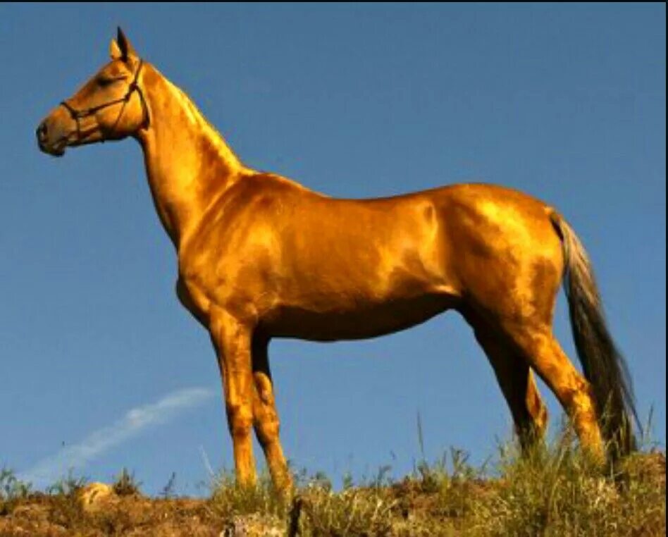 Ray adlı kullanıcının Horse panosundaki Pin Ahal teke, Akhal teke, Atlar
