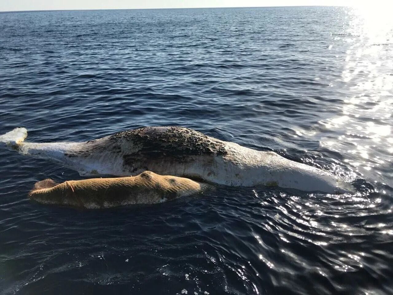 Киты водятся в море. Кит полосатик в Баренцевом море. Малый полосатик в Баренцевом море. Кит полосатик Териберка. Шантарские острова киты.