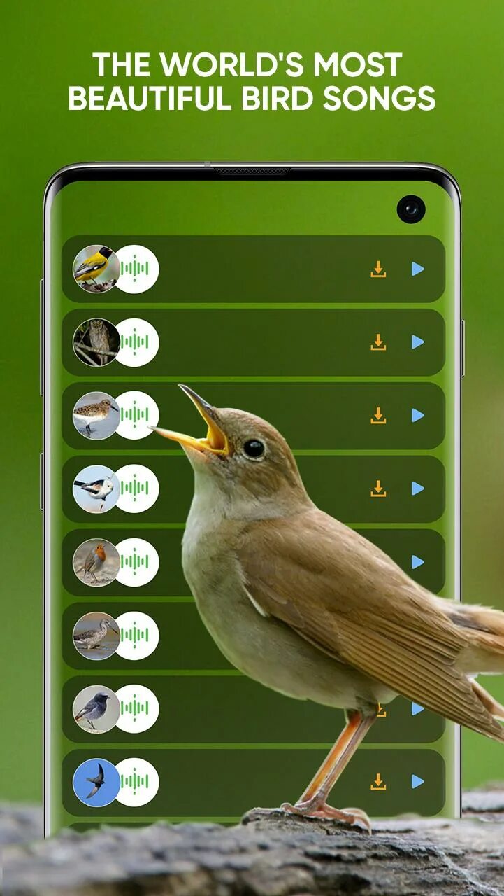Музыка звонка птицы. Звуки птиц. Птицы на андроид. Аудио птиц. Голоса птиц аудио.