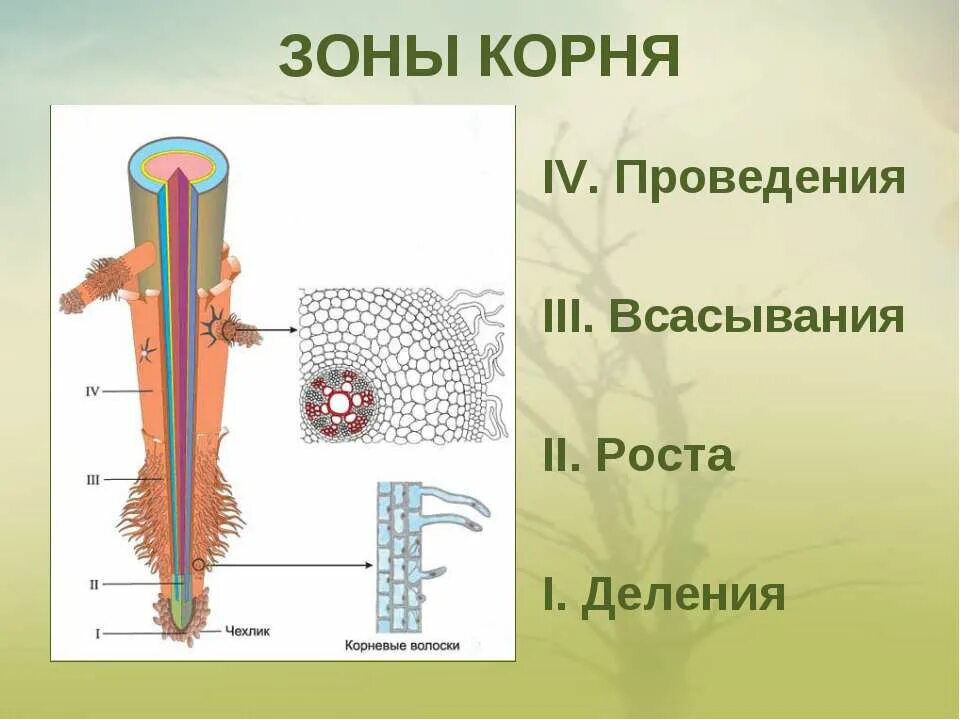 тест по биологии корень. тест по биологии 6 класс корень. тест по биологии 6 класс корневая система. строение корня без подписей 6 класс. придаточные боковые и главный корень.