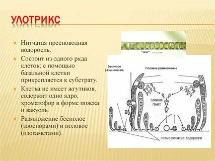 Он состоит из одного
