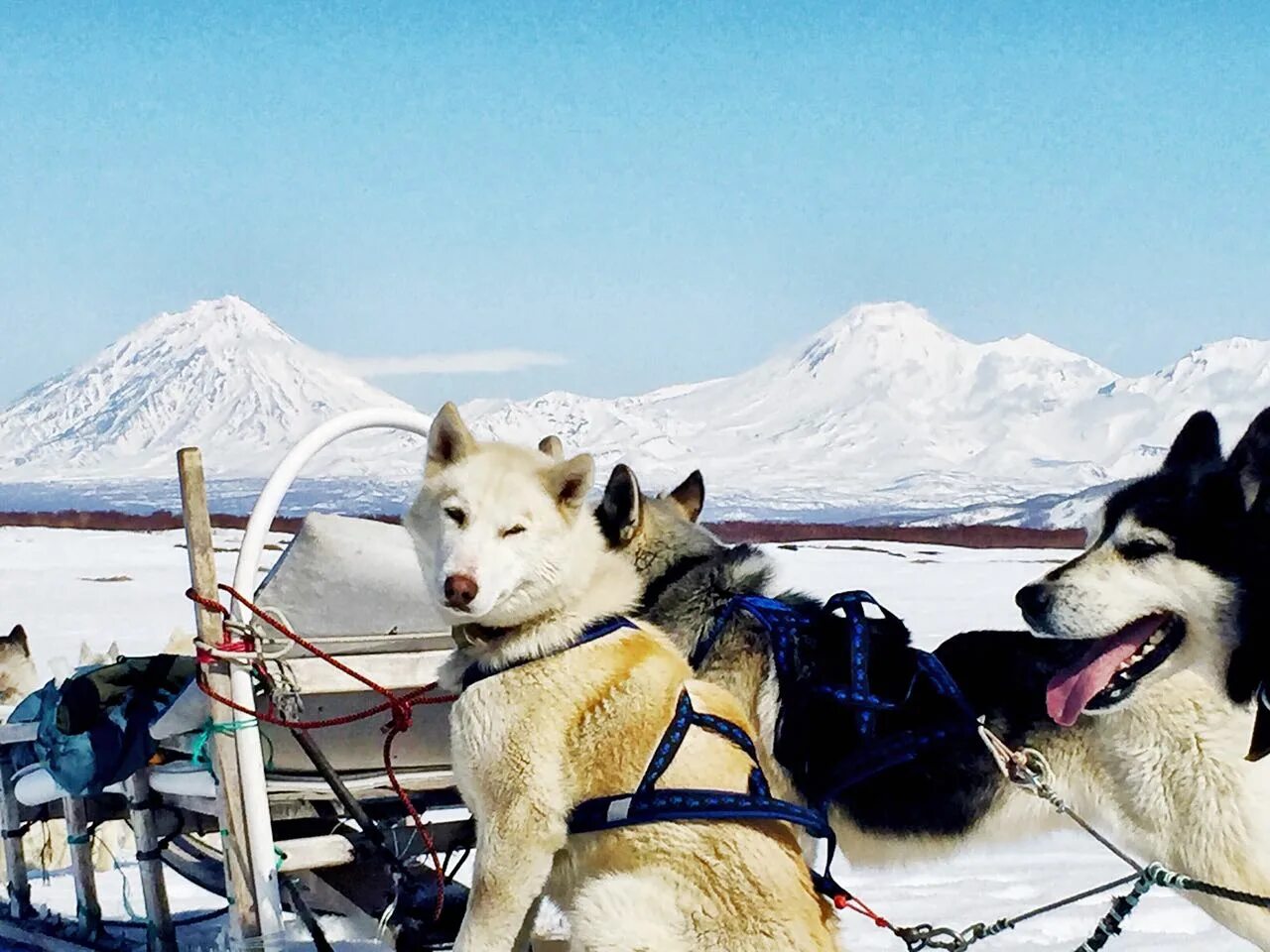 берингия 1991. хаски ездовые собаки. катание на собачьих упряжках камчатка. камчатская ездовая лайка. спринт гонки на собачьих упряжках.